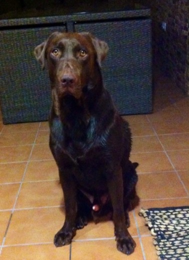 Dante después de un baño en la piscina